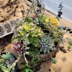 Ladies Social Rochester